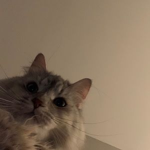 Meet your Posher, Maya